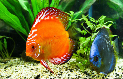 居家养鱼风水讲求，怎么养鱼招财气？