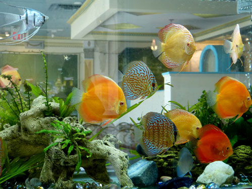 居家养鱼风水讲求，怎么养鱼招财气？