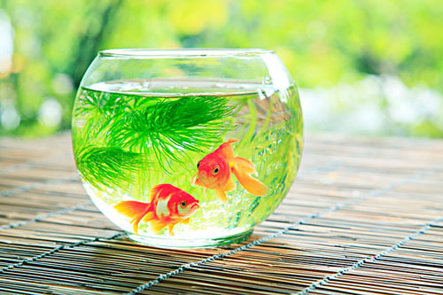 居家养鱼风水讲求，怎么养鱼招财气？
